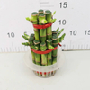 Large 2 layers lucky bamboo 