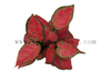 Red Beauty Aglaonema