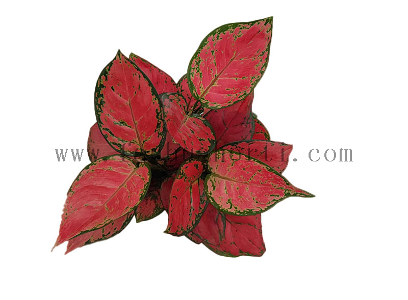 Red Beauty Aglaonema