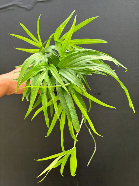 Philodendron AmydriumZippelianum