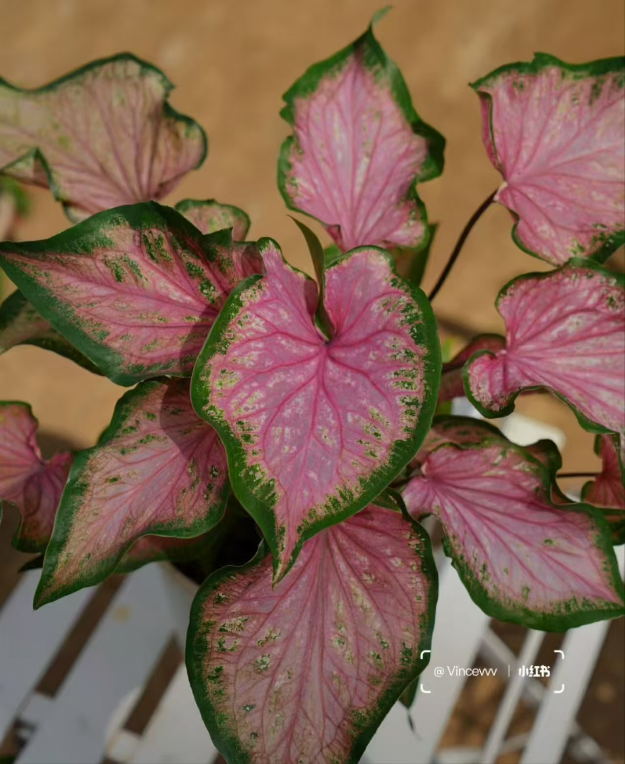 Caladium desert sunset