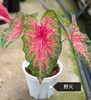 Caladium toe shoe hot heart hearts A strawberry star spiritual beautifulness