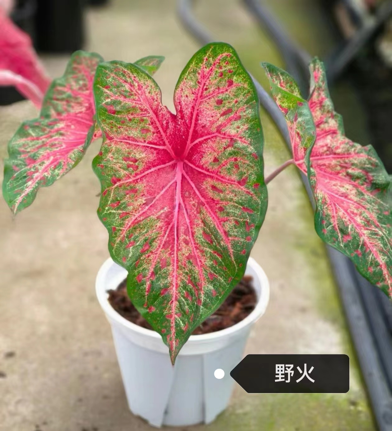 Caladium toe shoe hot heart hearts A strawberry star spiritual beautifulness