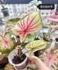 Caladium Brandi cherry pale moonshine fantasy white queen bicolor celebrttion