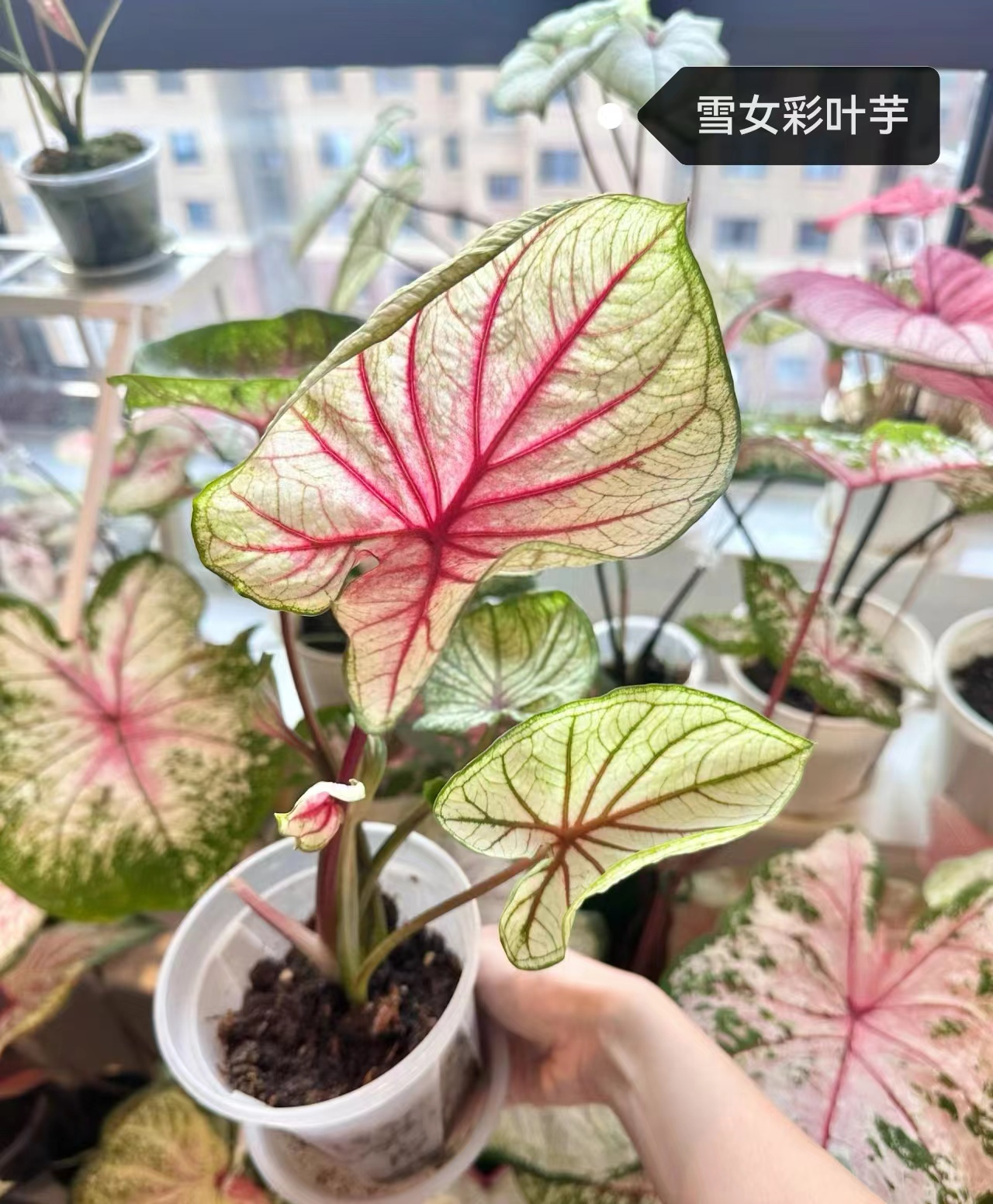Caladium Brandi cherry pale moonshine fantasy white queen bicolor celebrttion