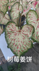 Caladium caroline tree plum gingeread sequence white column princess castle annie