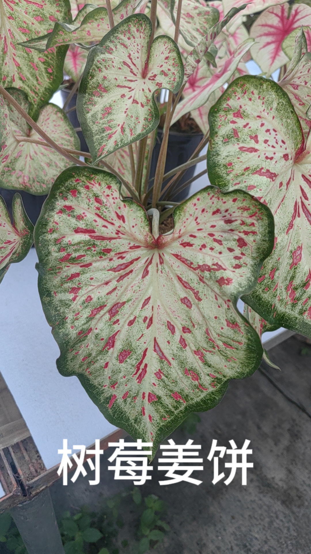 Caladium caroline tree plum gingeread sequence white column princess castle annie
