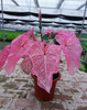 Caladium Facing Sun Firemen Red Wine Cherry Aquaman Wave Bicolor Blushing Bride