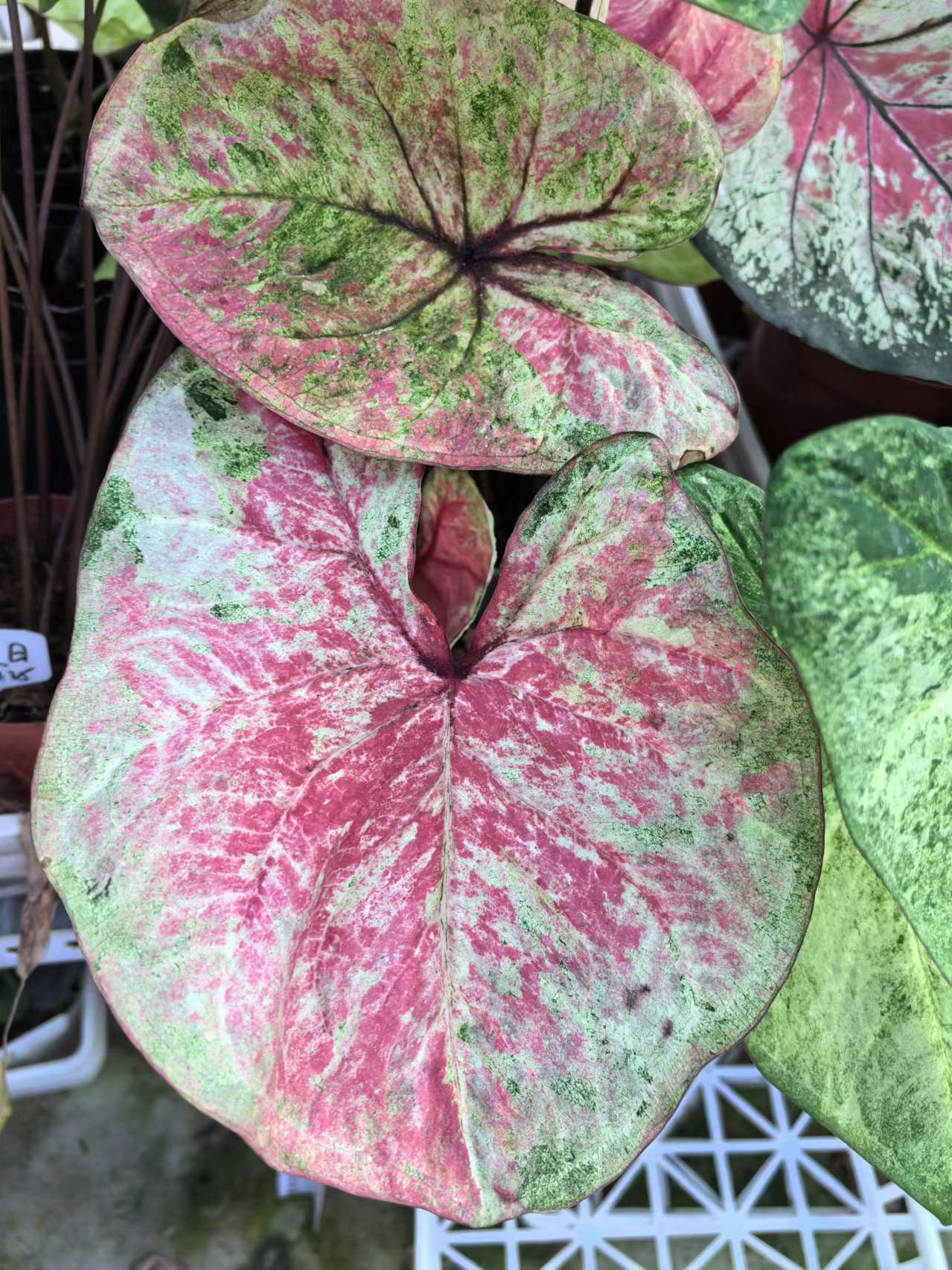 Caladium red moonlight peri mew sakura freckle Pink cloud bicolor Pink summer