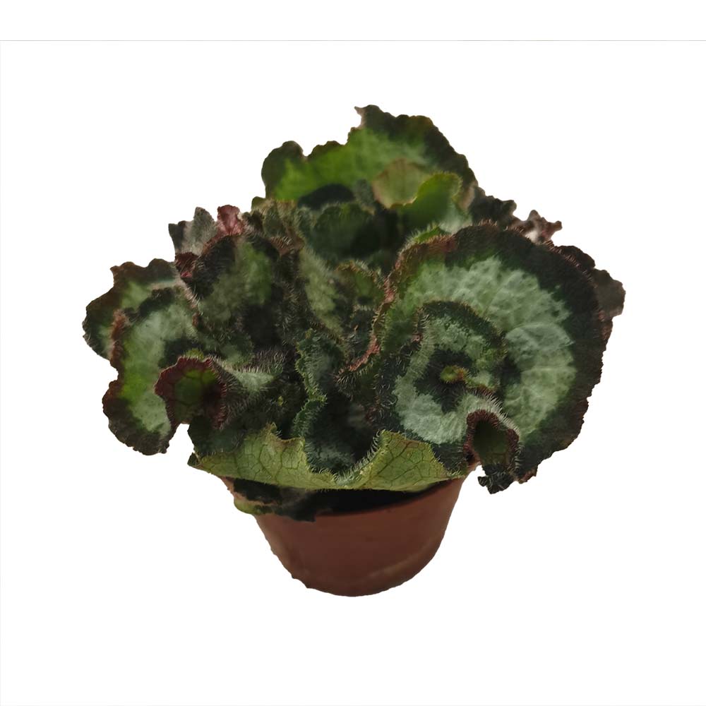 Begonia 'Escargot'