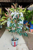 Burgundy Ficus for indoor
