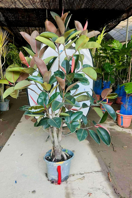 Burgundy Ficus for indoor