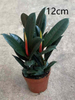 Burgundy Ficus