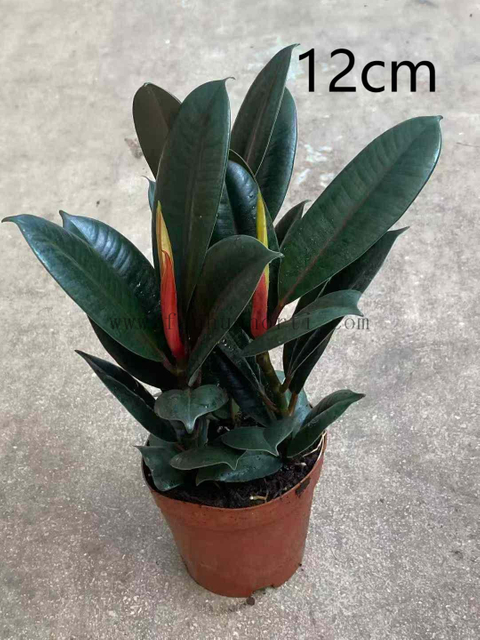 Burgundy Ficus