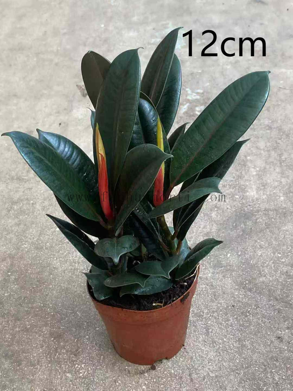 Burgundy Ficus