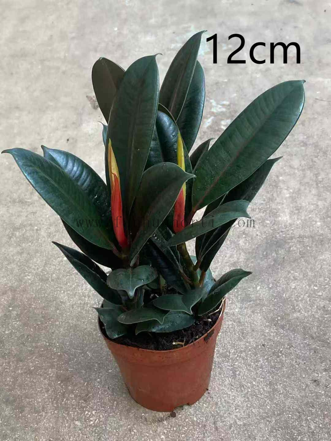 Burgundy Ficus