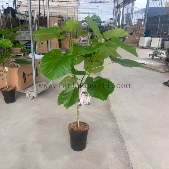 Umbellata Ficus for indoor