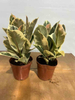 Tineke Ficus 