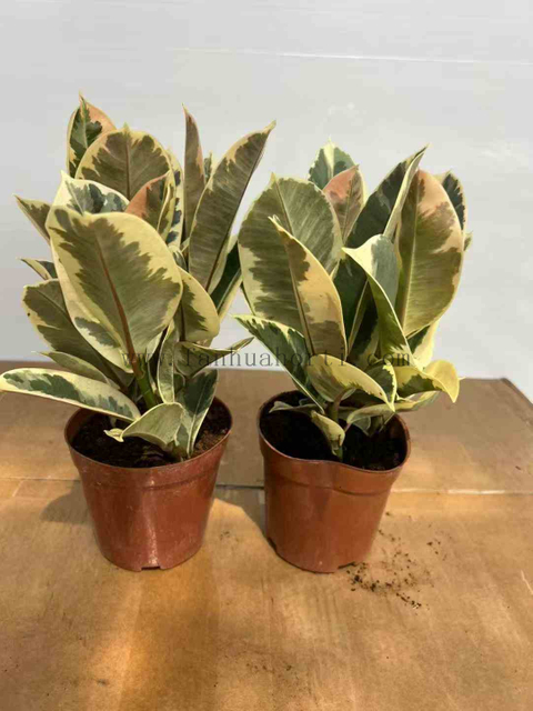 Tineke Ficus 
