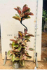 Ruby Ficus 