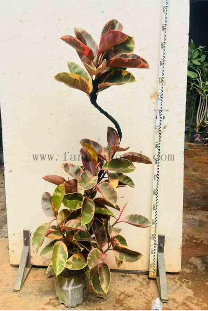 Ruby Ficus 
