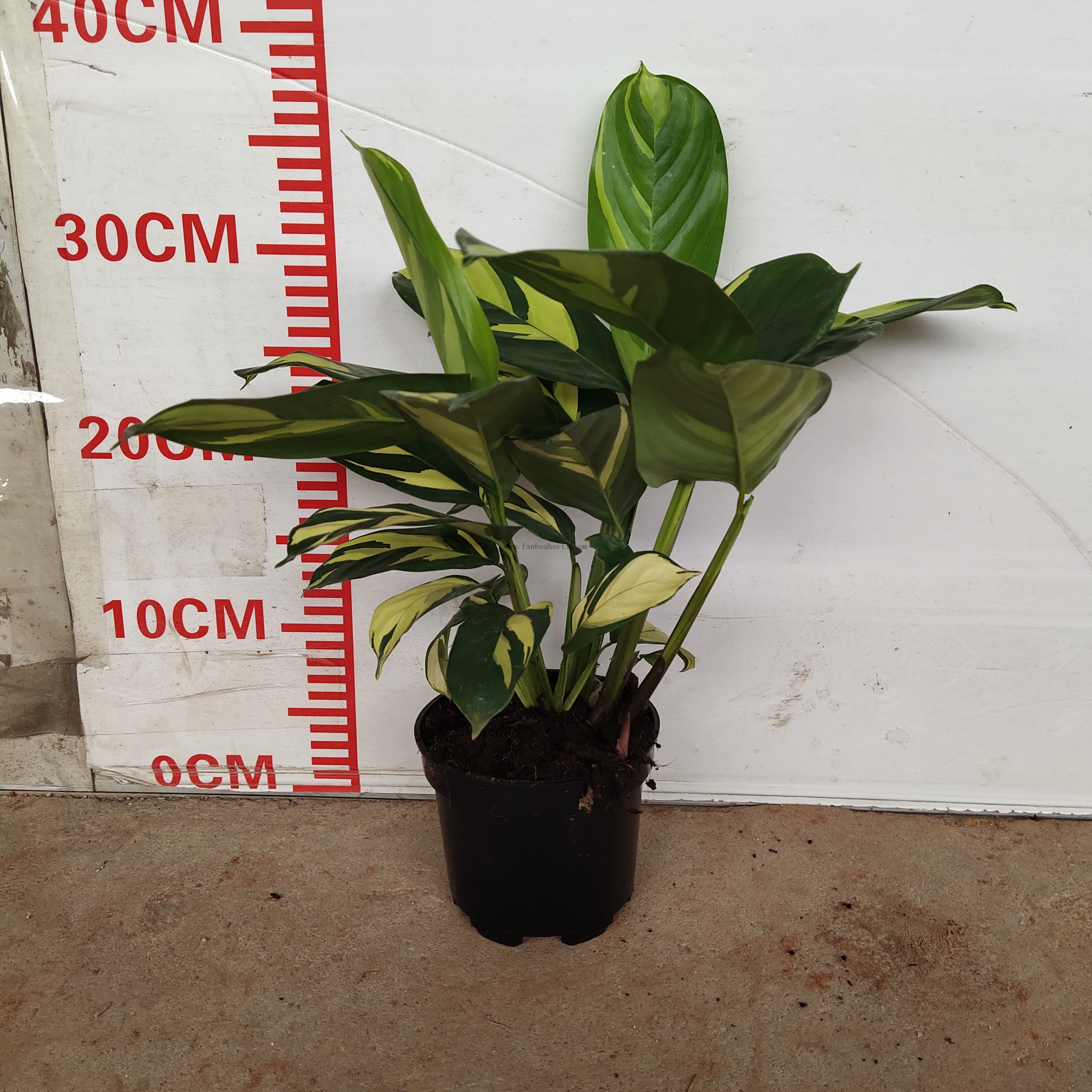 Calathea golden mosaic120#