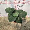 Petiolaris Ficus