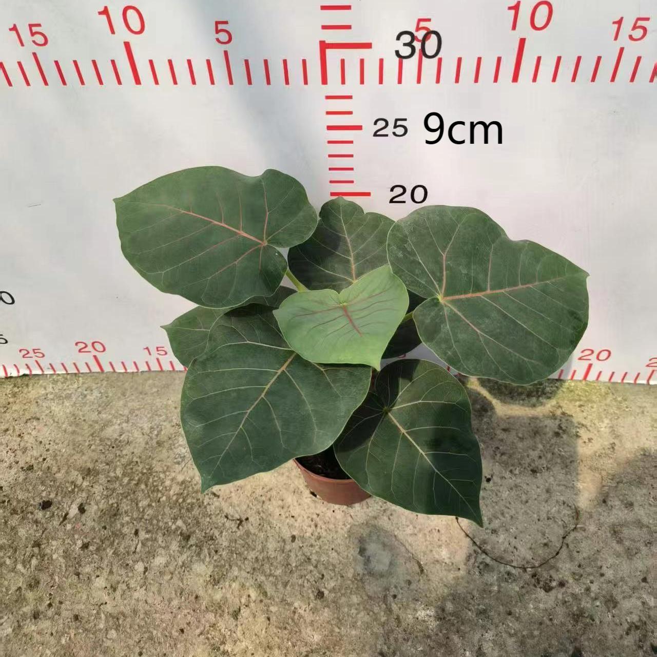 Petiolaris Ficus