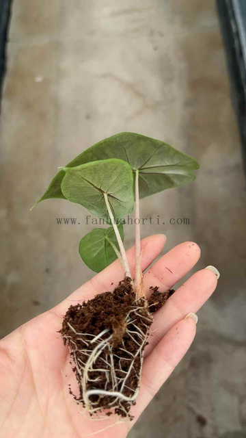 Nairobi Alocasia