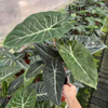  Pink Dragon Alocasia