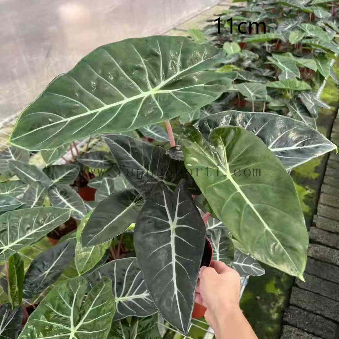  Pink Dragon Alocasia
