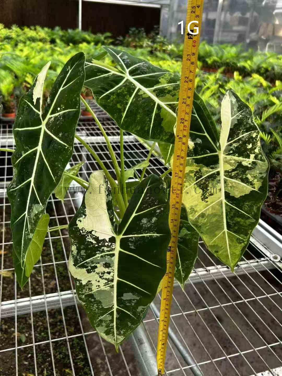 绿天鹅锦1G-2