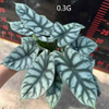 SILVER DRAGON Alocasia 