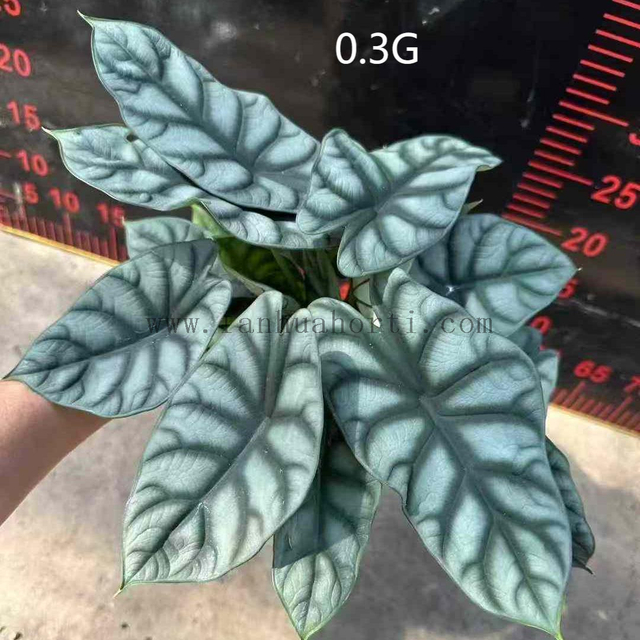 SILVER DRAGON Alocasia 