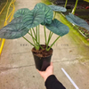 Aegis Alocasia