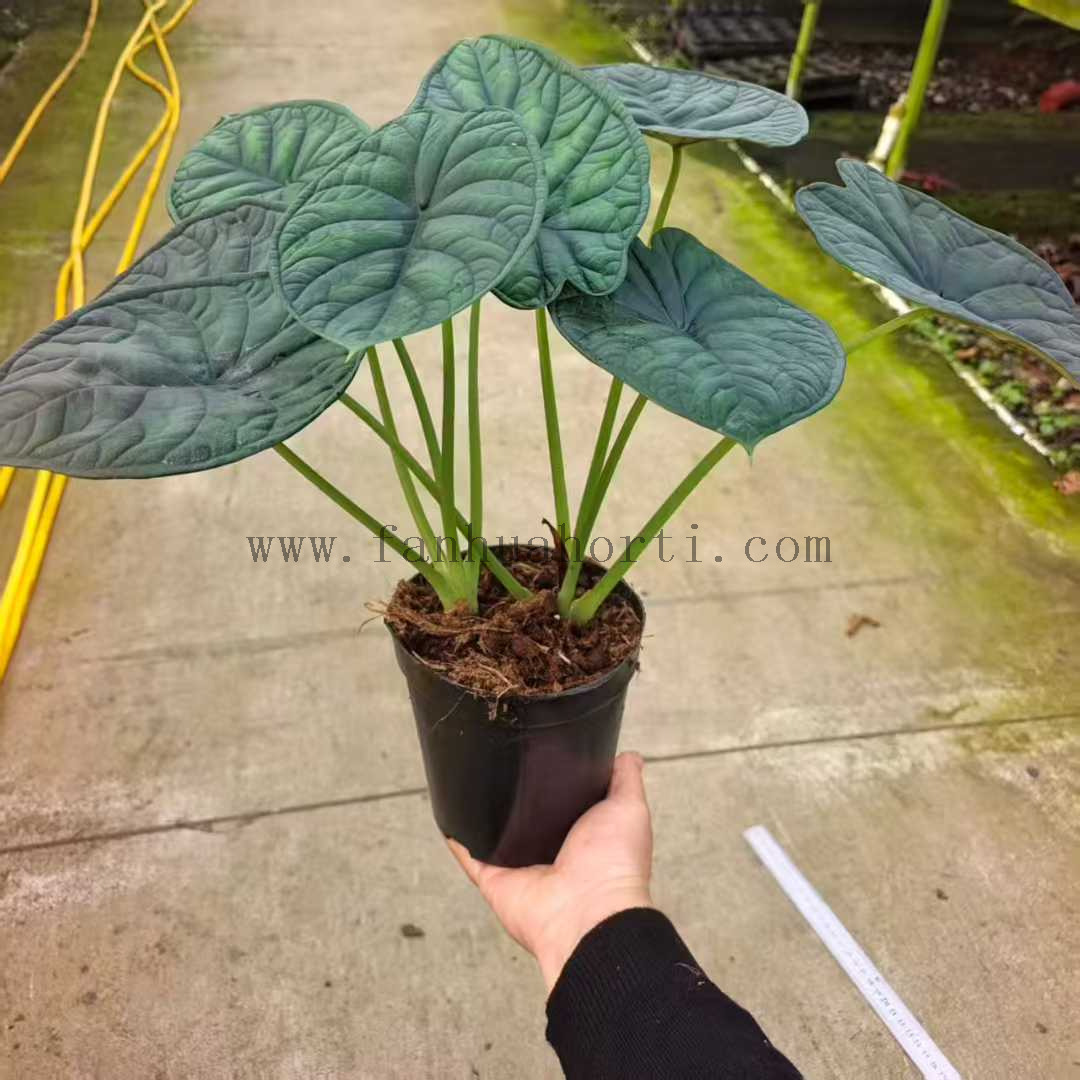 Aegis Alocasia