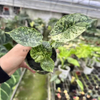 Baginda Dragon Scale Var Alocasia