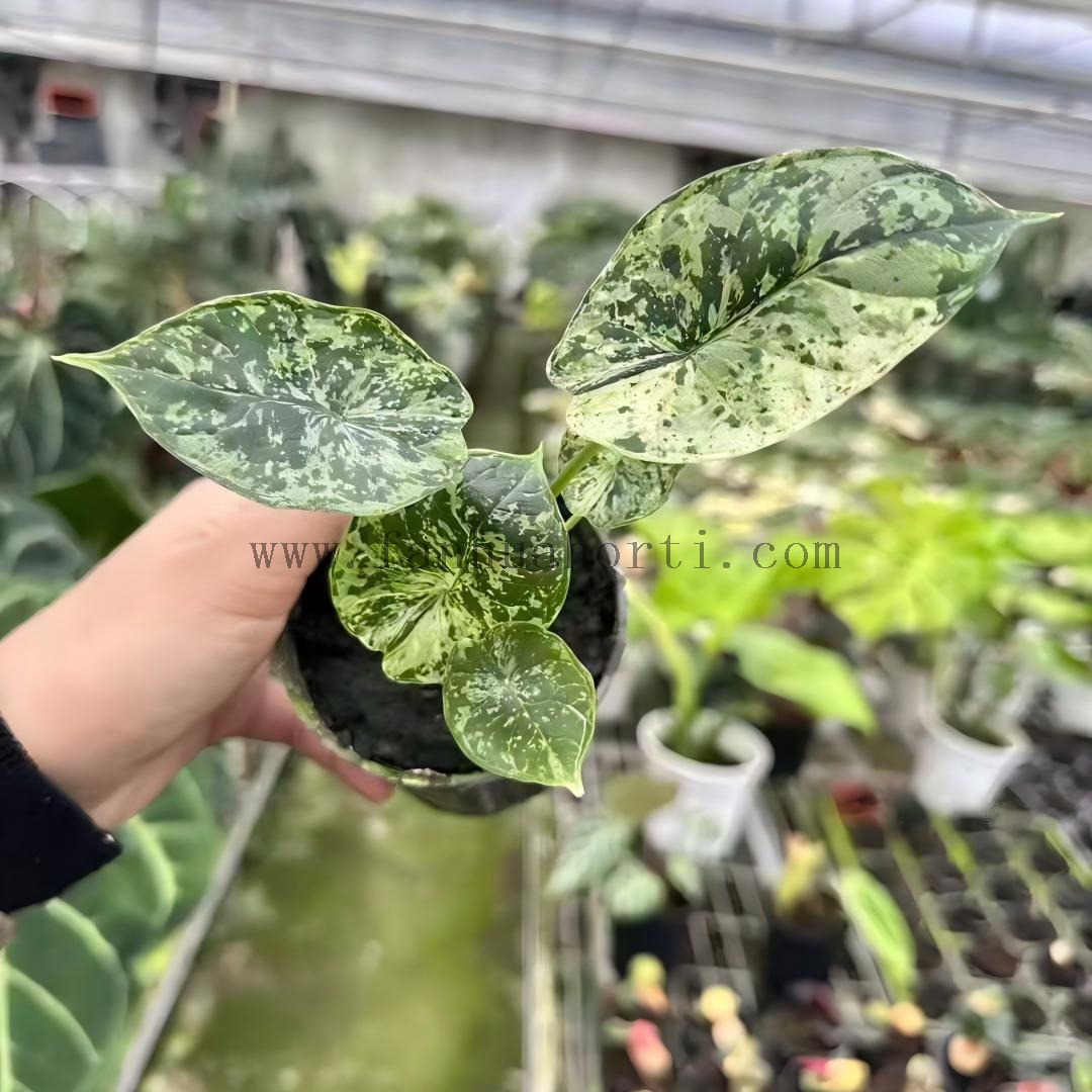 Baginda Dragon Scale Var Alocasia
