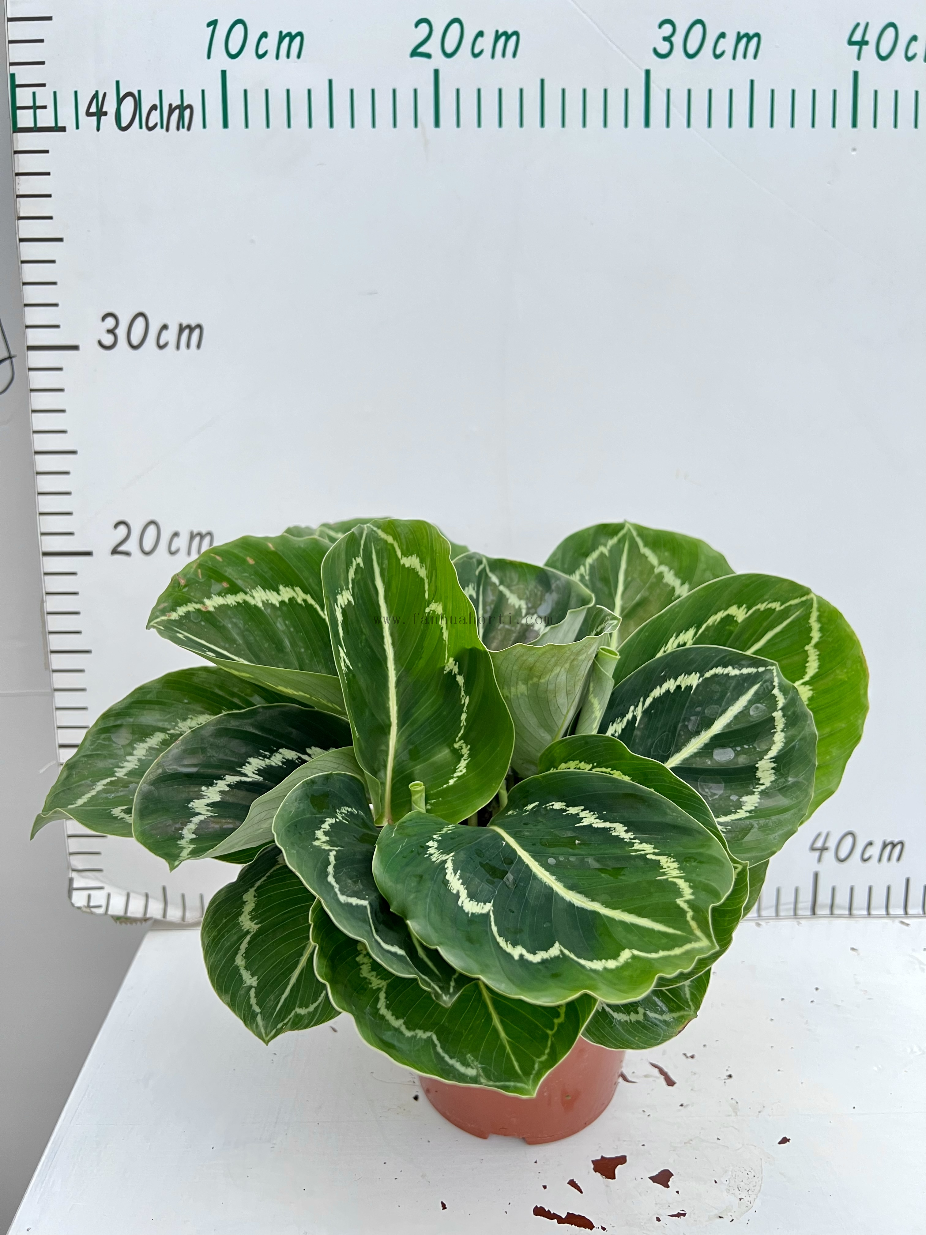 Green Beauty Calathea 120#