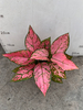 Aglaonema Red Valentine