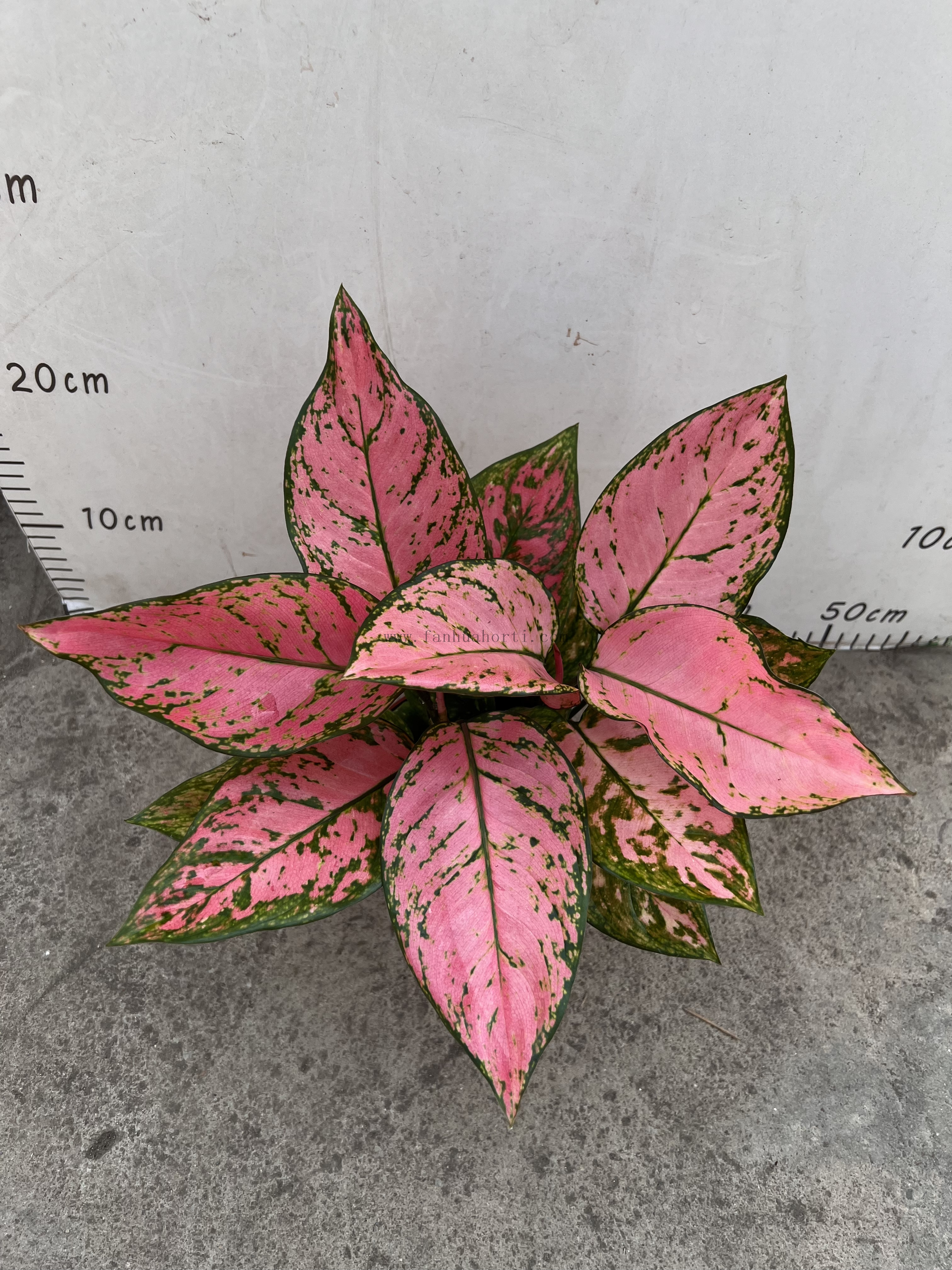 Aglaonema Red Valentine