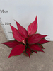 Red Angle Aglaonema