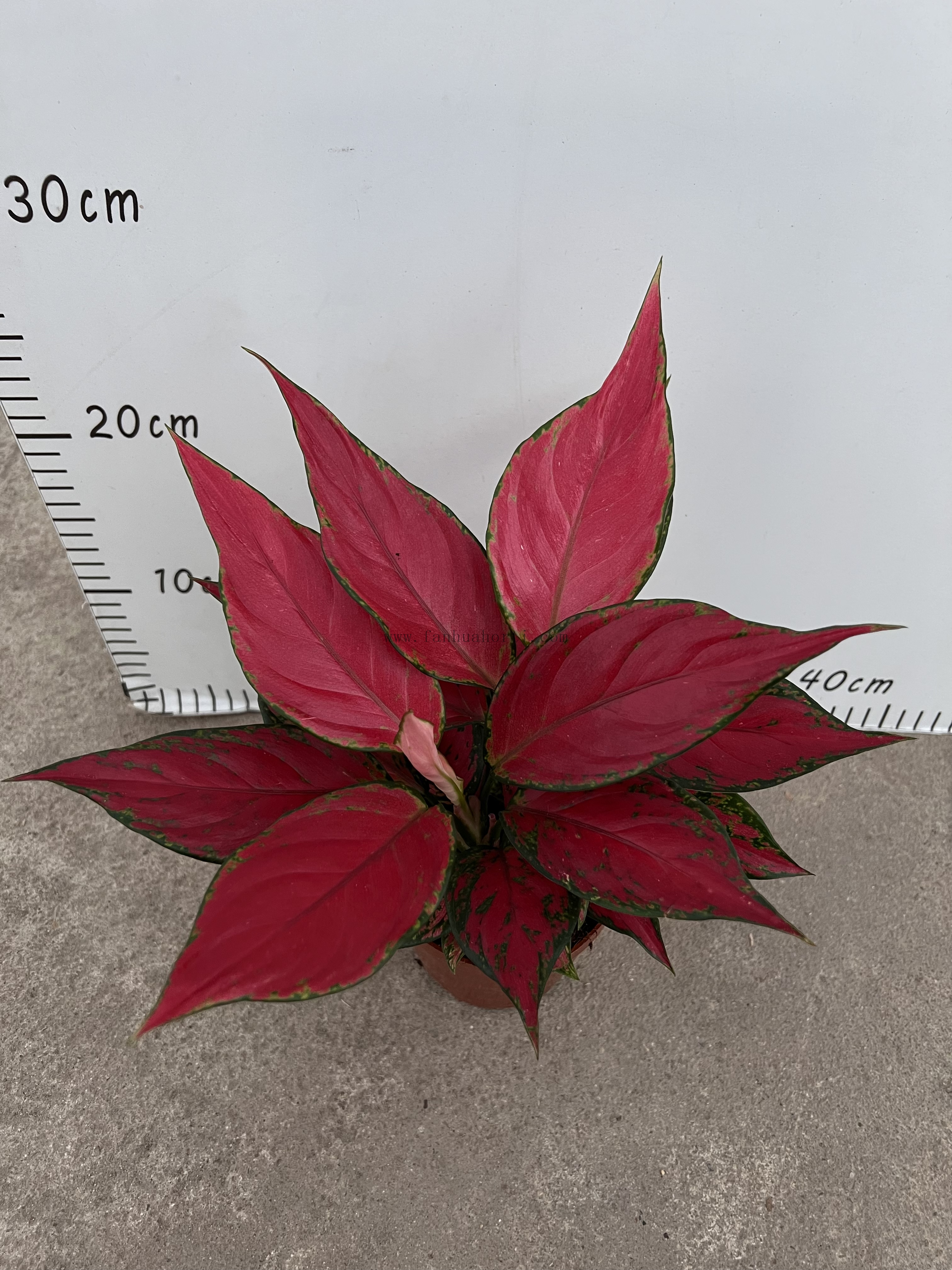 Red Angle Aglaonema