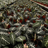 Alocasia Reginula Ninja 110#