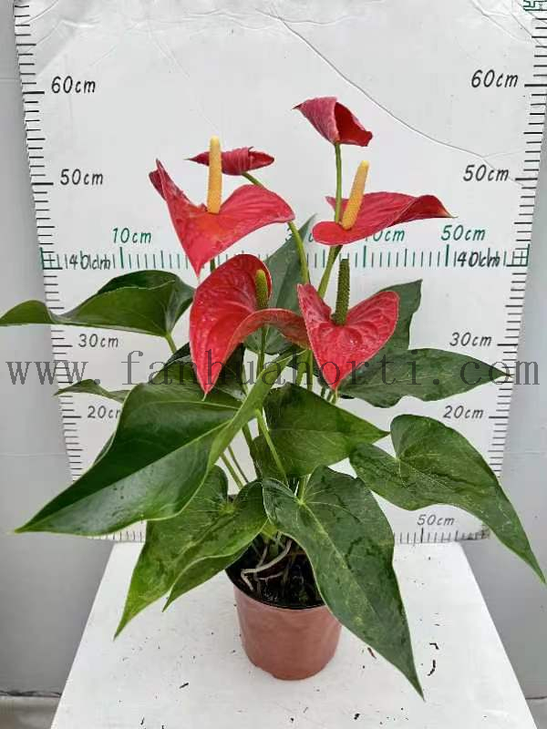 Anthurium Andraeanum Michigan 150#