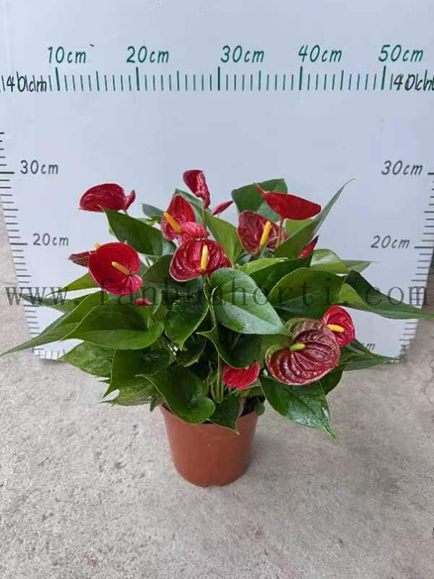 Anthurium Andraeanum Red success 140#