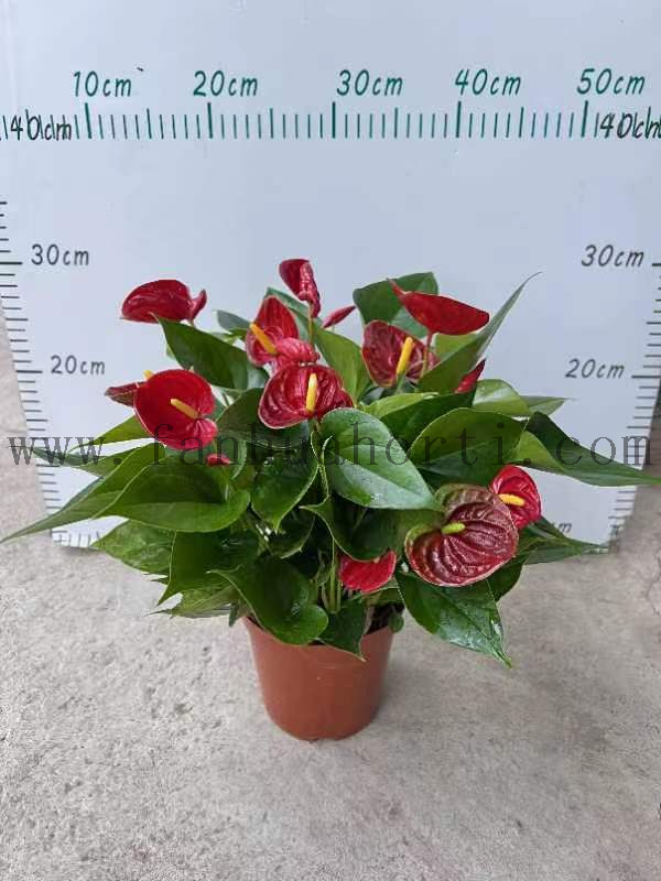 Anthurium Andraeanum Red success 140#