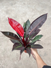 Rising Sun Philodendron 110#