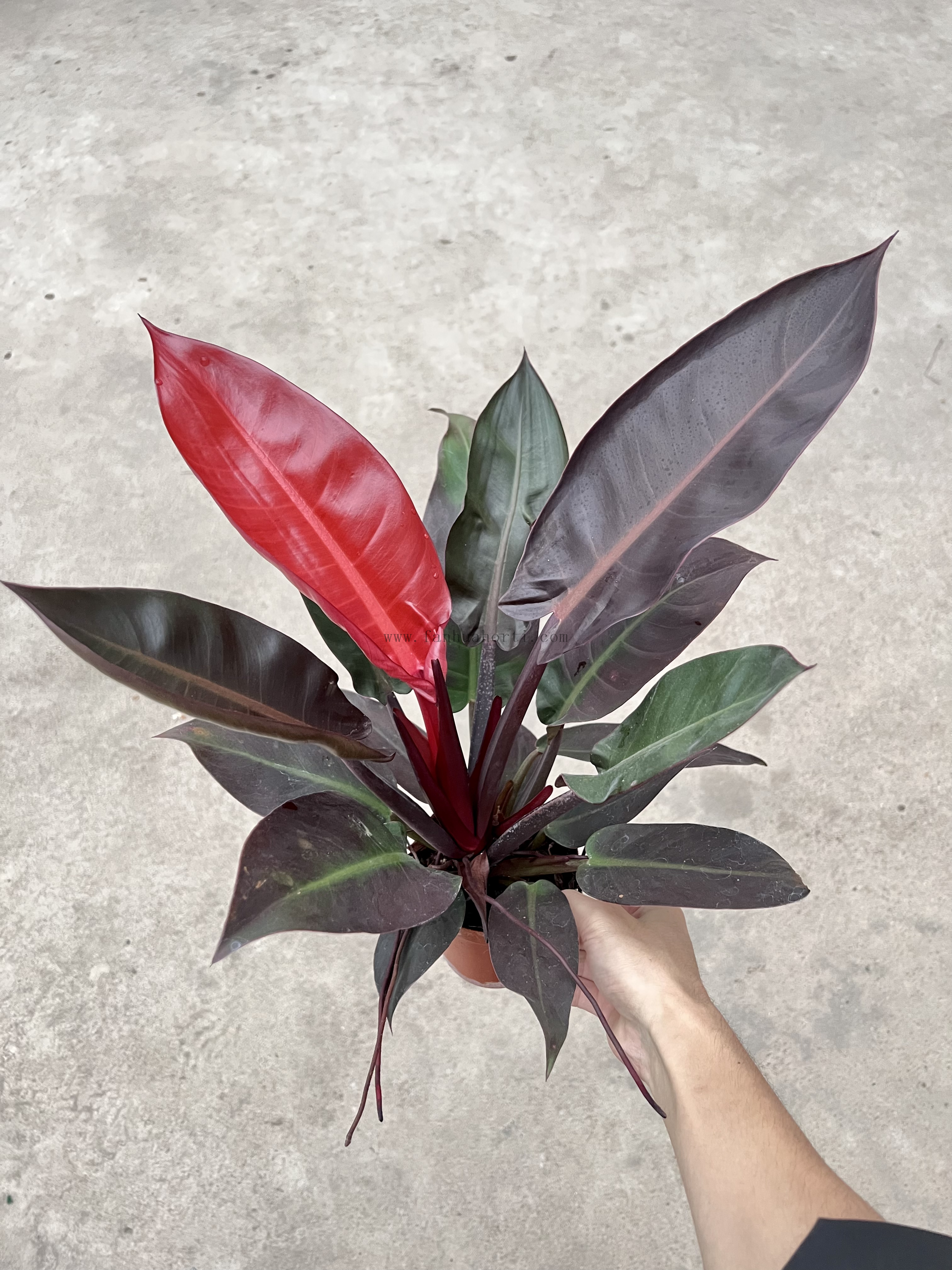 Rising Sun Philodendron 110#