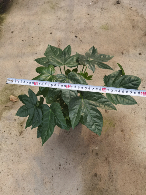 Fatsia Japonica 0.5 Gallon